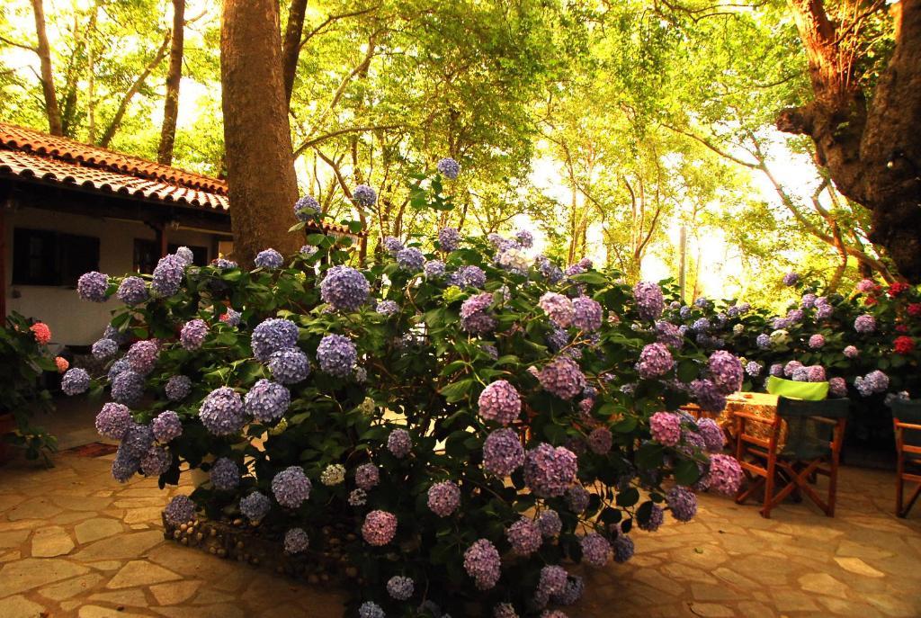 Parselia Rooms Therma (Samothraki) Exterior foto